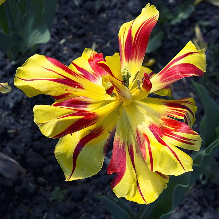 Holland 04-2014 ---20140422_0163 als Smart-Objekt-1 Kopie.jpg - Und dann waren da ja noch die Tulpen die man an jeder Ecke bestaunen kann